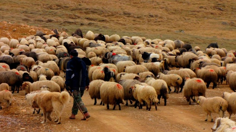 Koyunlar_ve_cobani.jpg