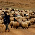 Koyunlar_ve_cobani.jpg