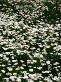 Papatya Çiçekleri