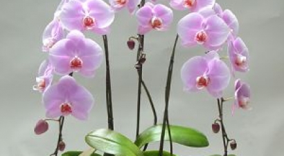 Orkide Çşiçekleri
